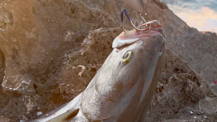 pesce serra
